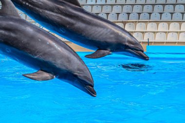 İki yunus aynı anda mavi gökyüzüne karşı sudan atladı. Yunusların sıçrayışı. İki yunus bir havuzda birlikte sıçrıyorlar. Yere indiklerinde bir sıçrama yaratıyorlar. Kharkiv Ukrayna 05-05-2023