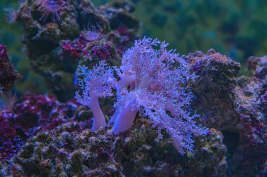 Bu ılıman mercanlar corallimorphs, Corynactis calinica 'dır. Resif mercanlarının aksine sert iskeletleri yoktur ve Kuzeydoğu Pasifik Okyanusu 'nun soğuk denizlerinde yaşarlar..