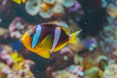 Akvaryum okyanus yaban hayatı rengarenk deniz manzarası dalış doğa. Mercan resifinde tropik deniz sualtı balıkları.