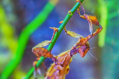 Bu makro görüntüde Carolina erkek peygamber devesi Stagmomantis carolina dua eden peygamberdevesi böceğinin saldırıya hazır portresi var.