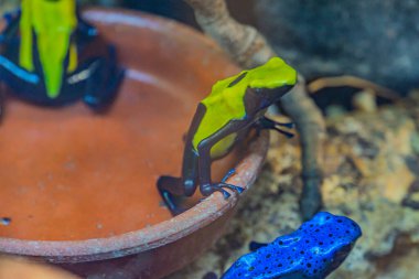 Parlak renkli mavi zehirli kurbağa sürüsü küçük kasenin etrafında toplandı. Zehirli dart kurbağaları canlı renkleri ve zehirli salgılarıyla tanınırlar. Güney Amerika 'daki yağmur ormanlarında bulunurlar.