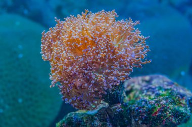 Bu ılıman mercanlar corallimorphs, Corynactis calinica 'dır. Resif mercanlarının aksine sert iskeletleri yoktur ve Kuzeydoğu Pasifik Okyanusu 'nun soğuk denizlerinde yaşarlar..