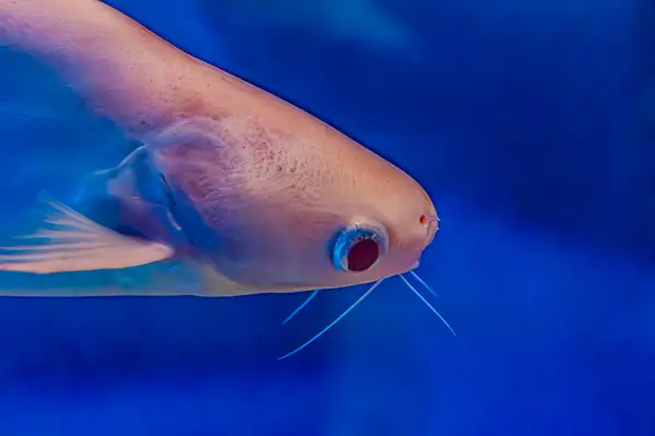 close-up of a silver arowana fish. The fish has a long, slender body with large scales and a shimmery silver color. Asian gold arowana fish face close up in a blue background
