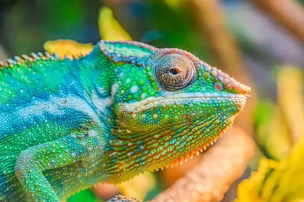 The chameleon\'s skin is a mottled brown color, effectively camouflaging it against the bark. Chameleons are known for their ability to change color to blend in with their surroundings