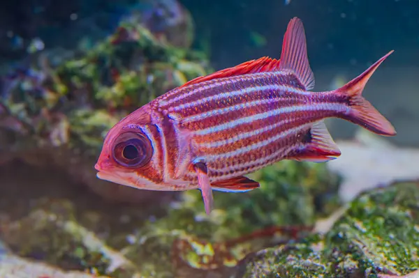 Sargocentron xantherythrum, Hawaii sincap balığı olarak da bilinir. Kırmızı yüzgeçli ve beyaz çizgili bu canlı renkli balık akvaryumlarda popülerdir ama vahşi doğada zehirli dikenleri vardır. Balık, akvaryum.