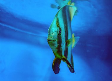 İğneli yarasa balığı - Platax pinnatus juvenile. Tulamben, Bali, Endonezya sualtı dünyası. Platax orbicularis yarasa balığı sahilin açığındaki deniz altında.