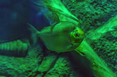 Red-bellied piranha. A swarm of piranha fish. Relatively dangerous freshwater fish. Red-bellied piranhas Pygocentrus nattereri - south american fish. Serrasalmidae, region: South America clipart