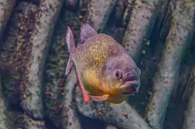 Kırmızı karınlı piranha. Pirana balığı sürüsü. Nispeten tehlikeli tatlı su balıkları. Kırmızı karınlı piranalar Pygocentrus nattereri - Güney Amerika balığı. Serrasalmidae, bölge: Güney Amerika