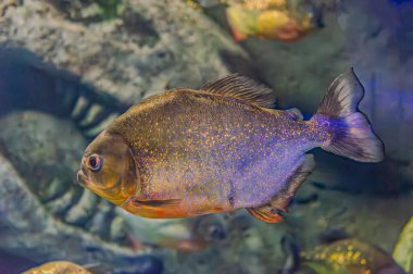 Red-bellied piranha. A swarm of piranha fish. Relatively dangerous freshwater fish. Red-bellied piranhas Pygocentrus nattereri - south american fish. Serrasalmidae, region: South America clipart