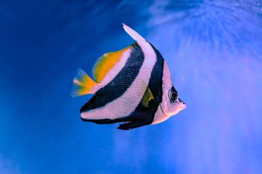 The pennant coralfish Heniochus acuminatus, also known as the longfin bannerfish, reef bannerfish or coachman, is a species of fish of the family clipart