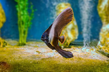 Yavru Platax pinnatus, pinnatif spadefish, pinnatif yarasa balığı, esmer yarasa balığı, gölgeli yarasa balığı ya da plankton akıntısı arasında mercan resifinde kırmızı yüzlü yarasa balığı olarak da bilinir.