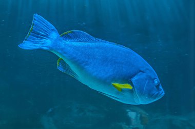 Karanlıkta yüzen dev balık balığı. Epinephelus flavocaeruleus, mavi ve sarı orfoz balığı, Hint Okyanusu 'ndaki Epinephelinae Serranidae alt familyasından bir balık..