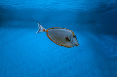 Naso Lituratus Acanthuridae tropical fish, Orangespine unicornfish in aquarium blue water. Ocean, marine, aqueatic, underwater life.