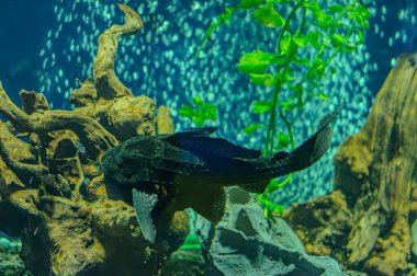 Pleco fish sitting under an echinodorus leaf in aquariumon. Hypostomus plecostomus, also known as suckermouth catfish or common pleco, is a tropical freshwater fish belonging to the armored catfish clipart