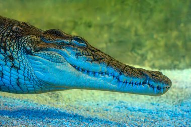 Timsah dişleri suyun altında. Timsah dişleri. Timsah suyun altında. Nil timsahı timsah niloticus, Afrika 'daki tatlı su habitatlarına özgü büyük bir timsahtır.