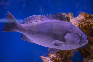 Karanlıkta yüzen dev balık balığı. Epinephelus flavocaeruleus, mavi ve sarı orfoz balığı, Hint Okyanusu 'ndaki Epinephelinae Serranidae alt familyasından bir balık..
