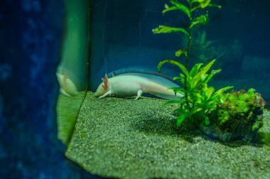 Pembe albino axolotl 'un yerel evcil hayvan dükkanındaki yeterli akvaryumdaki seçici odak noktası. Semender ya da Meksika yürüyen balığı olarak da bilinir. Evcil hayvan olarak beslenen geniş egzotik hayvanlar..