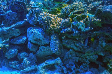 Su altı deniz dünyasının hayvanları. Ekosistem. Renkli tropikal balıklar. Mercan kayalıklarında yaşam. Renkli mercan resiflerinin arasında zarif bir şekilde yüzen canlı melek balığı..