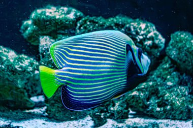 The emperor angelfish omacanthus imperator is a species of marine angelfish. It is a reef-associated fish. generally associated with stable populations and faces no major threats of extinction clipart