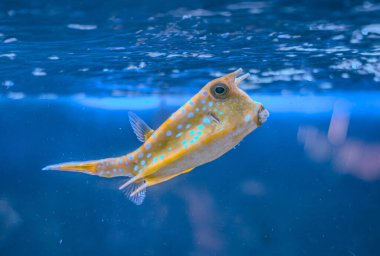 Fish under water, yellow trunk cow fish: lactoria cornuta clipart