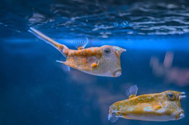 Fish under water, yellow trunk cow fish: lactoria cornuta clipart