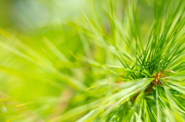 Noel ağacı dallarının arkaplanı. Firavun dalları yakın plan. Ormandaki kozalaklı ağaçlar. Kış Noel arkaplanı. Noel arkaplanı, güzel doğa.