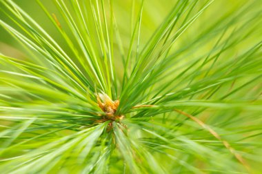 Noel ağacı dallarının arkaplanı. Firavun dalları yakın plan. Ormandaki kozalaklı ağaçlar. Kış Noel arkaplanı. Noel arkaplanı, güzel doğa.