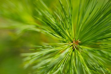 Noel ağacı dallarının arkaplanı. Firavun dalları yakın plan. Ormandaki kozalaklı ağaçlar. Kış Noel arkaplanı. Noel arkaplanı, güzel doğa.