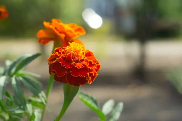 stock image tagetes patula durango red marigold