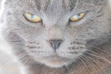 Şişko bir Mavi İngiliz Shorthair kedisi dinleniyor. İngiliz Shorthair klasik mavi renkte. İngiliz kedisi, tıknaz vücut, kalın palto, geniş yüz. İngiliz Mavisi, koyu gri-mavi ceket, ananas gözler