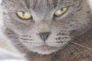 Şişko bir Mavi İngiliz Shorthair kedisi dinleniyor. İngiliz Shorthair klasik mavi renkte. İngiliz kedisi, tıknaz vücut, kalın palto, geniş yüz. İngiliz Mavisi, koyu gri-mavi ceket, ananas gözler