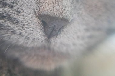 Sevimli komik kedi suratlı. Beyaz kedi burnu, makro manzara. İlginç bir hayvan portresi. İngiliz kedisi, tıknaz vücut, kalın palto, geniş yüz. İngiliz Mavisi, koyu gri-mavi ceket, ananas gözler