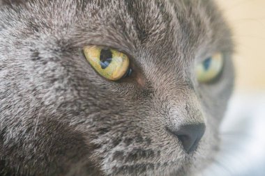 Şişko bir Mavi İngiliz Shorthair kedisi dinleniyor. İngiliz Shorthair klasik mavi renkte. İngiliz kedisi, tıknaz vücut, kalın palto, geniş yüz. İngiliz Mavisi, koyu gri-mavi ceket, ananas gözler