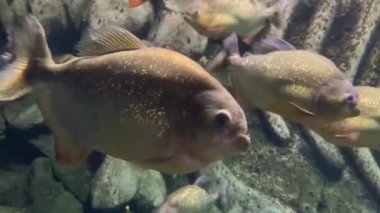 Kırmızı karınlı piranha. Pirana balığı sürüsü. Nispeten tehlikeli tatlı su balıkları. Kırmızı karınlı piranalar Pygocentrus nattereri - Güney Amerika balığı. Serrasalmidae, bölge: Güney Amerika