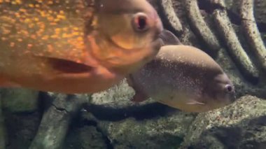 Kırmızı karınlı piranha. Pirana balığı sürüsü. Nispeten tehlikeli tatlı su balıkları. Kırmızı karınlı piranalar Pygocentrus nattereri - Güney Amerika balığı. Serrasalmidae, bölge: Güney Amerika