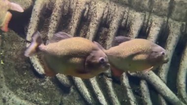 Kırmızı karınlı piranha. Pirana balığı sürüsü. Nispeten tehlikeli tatlı su balıkları. Kırmızı karınlı piranalar Pygocentrus nattereri - Güney Amerika balığı. Serrasalmidae, bölge: Güney Amerika