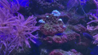 Derin mavi sularda sarı balık. Akvaryumdaki sarı tang balığı resmi