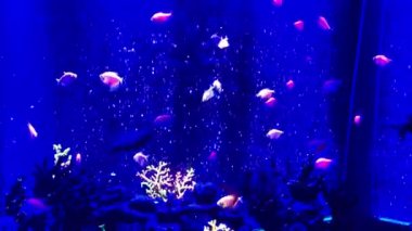 Su altı deniz dünyasının hayvanları. Ekosistem. Renkli tropikal balıklar. Mercan kayalıklarında yaşam. Renkli mercan resiflerinin arasında zarif bir şekilde yüzen canlı melek balığı..