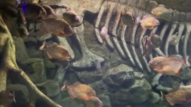 Kırmızı karınlı piranha. Pirana balığı sürüsü. Nispeten tehlikeli tatlı su balıkları. Kırmızı karınlı piranalar Pygocentrus nattereri - Güney Amerika balığı. Serrasalmidae, bölge: Güney Amerika