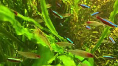 Akvaryumdaki kardinal neon balığı. Yeşile