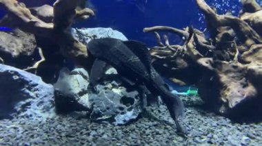 Akvaryumdaki bir ekinodorus yaprağının altında Pleco balığı. Hipoptomus plecostomus, diğer adıyla enayi yayın balığı, zırhlı yayın balığına ait tropik bir tatlı su balığıdır.