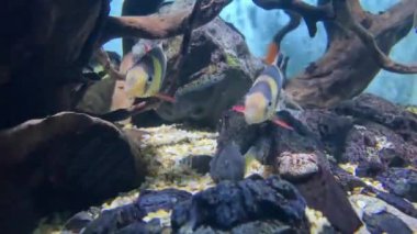 Su altı deniz dünyasının hayvanları. Ekosistem. Renkli tropikal balıklar. Mercan kayalıklarında yaşam. Renkli mercan resiflerinin arasında zarif bir şekilde yüzen canlı melek balığı..