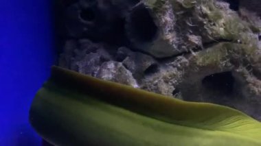 Suyun altında Moray yılan balığı portresi. Su altı yılanbalığı. Moray yılan balığı suyun altında. Moray yılanbalığı, denizaltını kapat. Gizemli görünümlü bir dev kumlu tabanın yakınında yüzüyor.