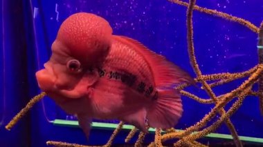 Flowerhorn Cichlid Akvaryum 'da yüzen renkli balıklar. Derin mavi tatlı su akvaryumu. Çiçek boynuzu balıkları, Asyalıların evinde feng shui 'nin şansını simgeleyen süs balıklarıdır.