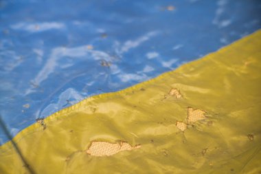 Alevlerle yanan Ukrayna bayrağı ve çatlamış beton duvarda kıvılcımlar. Devrim, kavram. Özgürlük ve vatanseverlik. Ekonomik kriz, yaratıcı