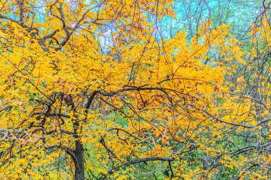 Sarı, turuncu ve kırmızı sonbahar yaprakları güzel bir sonbahar parkında yerde. Düşmüş altın sonbahar yaprakları, güneşli sabah bahçesinde yeşil çimlerin üzerinde, tonlu fotoğraf. Sonbahar parkı manzarası arka planı.