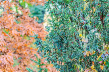 Sarı, turuncu ve kırmızı sonbahar yaprakları güzel bir sonbahar parkında yerde. Düşmüş altın sonbahar yaprakları, güneşli sabah bahçesinde yeşil çimlerin üzerinde, tonlu fotoğraf. Sonbahar parkı manzarası arka planı.