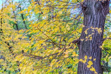 Sarı, turuncu ve kırmızı sonbahar yaprakları güzel bir sonbahar parkında yerde. Düşmüş altın sonbahar yaprakları, güneşli sabah bahçesinde yeşil çimlerin üzerinde, tonlu fotoğraf. Sonbahar parkı manzarası arka planı.