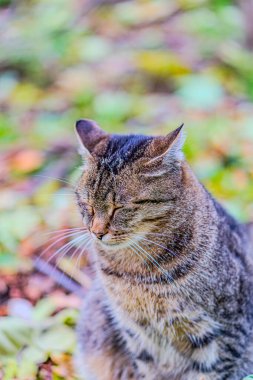 Parktaki kedi. Sarı, turuncu ve kırmızı sonbahar yaprakları güzel bir sonbahar parkında yerde. Düşmüş altın sonbahar yaprakları, güneşli sabah bahçesinde yeşil çimlerin üzerinde, tonlu fotoğraf. Sonbahar parkı manzarası.