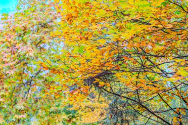 Sarı, turuncu ve kırmızı sonbahar yaprakları güzel bir sonbahar parkında yerde. Düşmüş altın sonbahar yaprakları, güneşli sabah bahçesinde yeşil çimlerin üzerinde, tonlu fotoğraf. Sonbahar parkı manzarası arka planı.